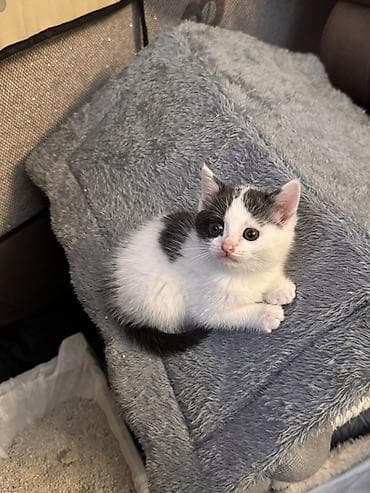 korum: Yumşaq boz ev formalı pişik evi və yataq komplekti - Material: yüksək — 2