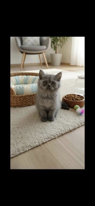 südlük inək cinsləri: 50 ile 250 arasi cins saf qan pisiklerimiz var( Silver sinsila temiz — 26