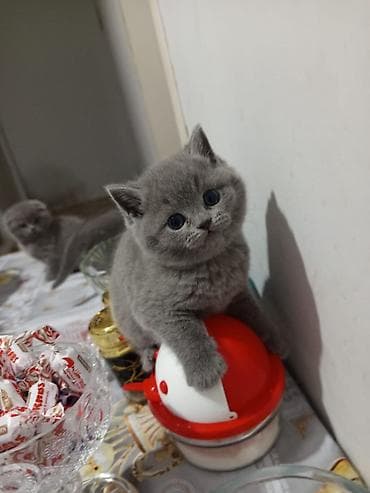 pişik ucuz: Britan — 9