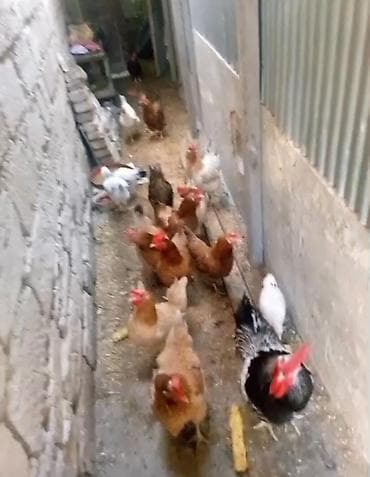 Toyuq, Yumurtalıq