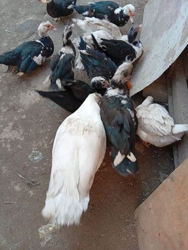 İtlər: Musk ördəkləri (indiye qədər “indo-ördəyi” kimi tanınır) - Şəkillərdə — 2