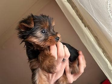 buldok iti: Yorkşir teryer, 2 ay, Erkek — 9