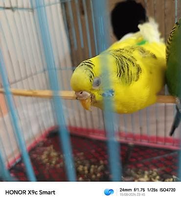 hamster evi: Dalğalı tutuquşu (budgerigar) – sarı-yaşıl rəng çaları, qara naxışlı — 1
