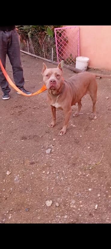 İtlər: Pitbul, 1 il, Dişi — 5