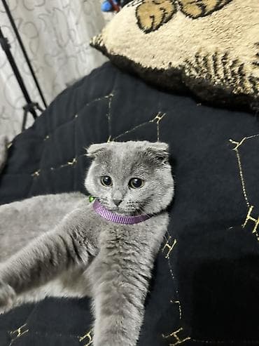 Şotland lalafo.az -da Şotland