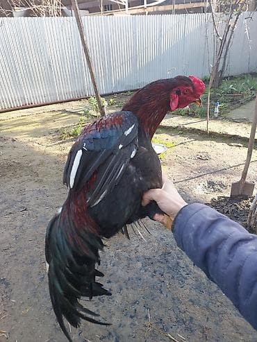 menali it adlari: Xoruz, Heyratı, il: <1, Ünvandan götürmə, Ödənişli çatdırılma — 7