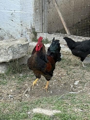 xoruzdar: Məhsul: Qara-lələklı, gümüşi yaxalı toyuq cinsi xoruz Xüsusiyyətlər — 10