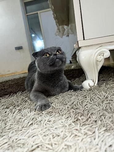 İtlər: Şotland, Yaxşı əllərə — 5