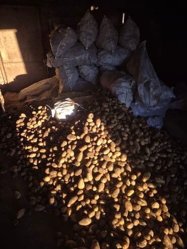 Готовые блюда, кулинария: Məhsul: Təbii təsərrüfat kartofu Təsvir: - Yerli təsərrüfatdan — 1