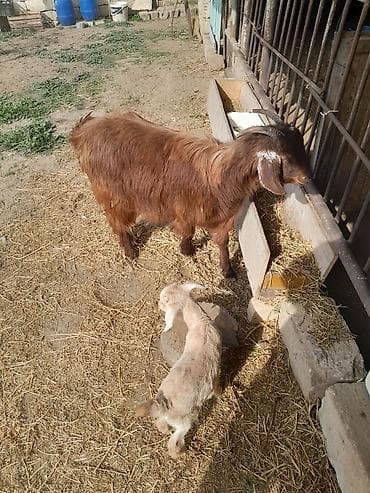 Dişi, il: 1, 40 kq, Ətlik, Südlük, Ünvandan götürmə — 6