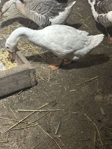 Ünvan goradil kəndi
 
Erkək Ağ qaz satılır qiymət sondu