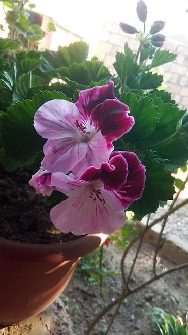 plastik qapilar: Qabda əkilmiş ətirli geranium (pelargonium) – bənövşəyi-bordo və açıq — 1