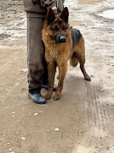 итлер: Немецкая овчарка, 2 года, С прививками — 2