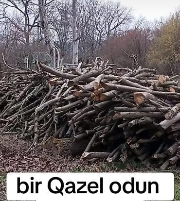Qoz ağacından odun – “bir Qazel odun” - Ağac növü: qoz (qazel/qazel