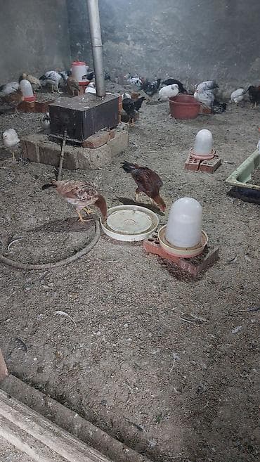 pleymut toyuq: Toyuq cücələri, Damazlıq, Ödənişli çatdırılma — 4