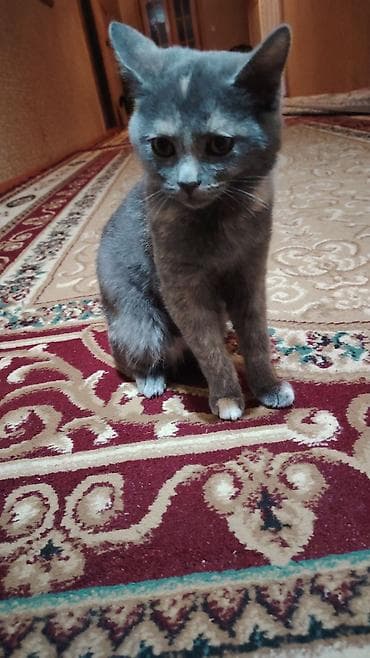 pişik balası: Dişi — 2