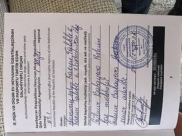 ördək növləri: ….Salam 1 yaş 4 aylıqdır dişidir ev şəraitində saxlanılıb … esger — 2