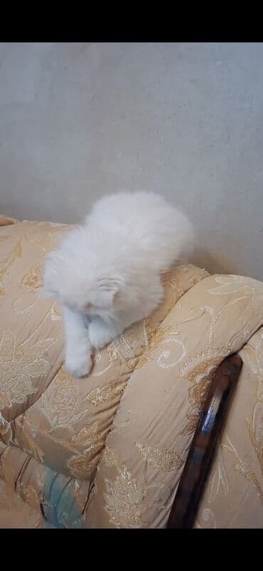 it wekilleri: Şinşilla, Erkək — 9