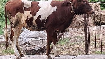 lal ordek nece gune bala cixarir: Dişi, Simental, il: 1, 300 kq — 3