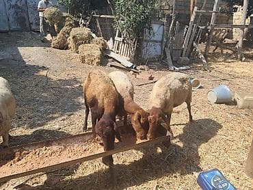 bala dana: Qoyunlar – ana sürü üçün - Növ: yerli ətlik-quyruqlu qoyunlar - Say — 7