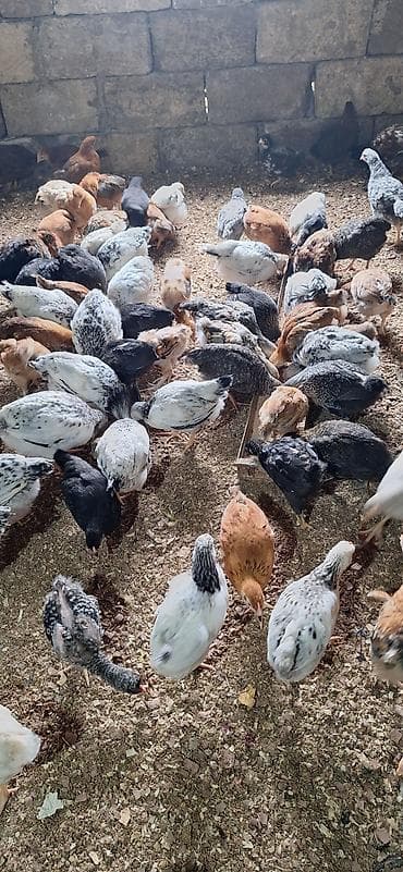 toyug cuce: Toyuq cücələri, Damazlıq — 8