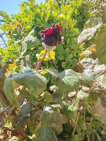 balaca gul buketleri: Məhsul: Qırmızı gül kolu (çalı forması) Təsvir: - Canlı, parlaq — 5