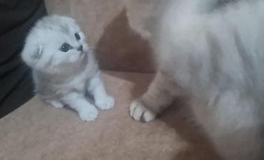 pisik canta: British Scottish Fold balaca pişiyi - Cins: Scottish Fold (qulaqları — 5