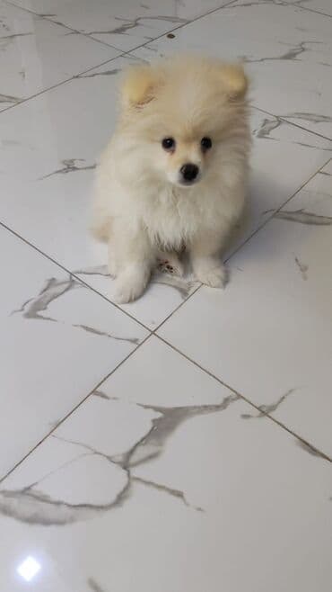померанский шпиц цена: Шпиц, 6 месяцев, Самка — 1