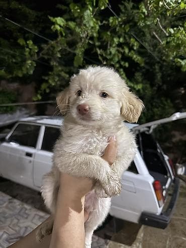 İtlər: 2 ay, Dişi, Ödənişli çatdırılma, Ünvandan götürmə — 3