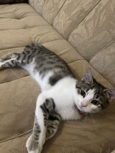 pişik üçün daraq: Dişi, Yaxşı əllərə, Ünvandan götürmə — 3