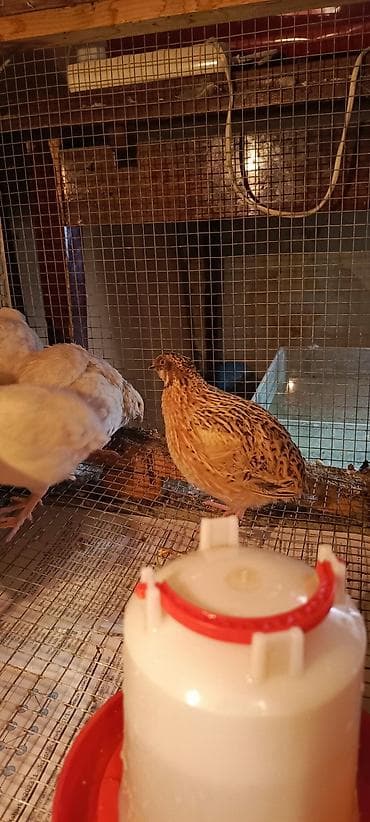 Keçilər, çəpişlər: SALAM TAM SAĞLAM BİLDİRÇİNLƏR SATILIR QİYMƏTİ 2.50 QƏPİKDİR 5 ƏDƏD — 2