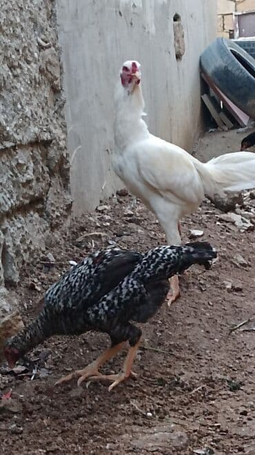 serebrist cuce satisi: Xoruz, il: 1, Ünvandan götürmə — 2