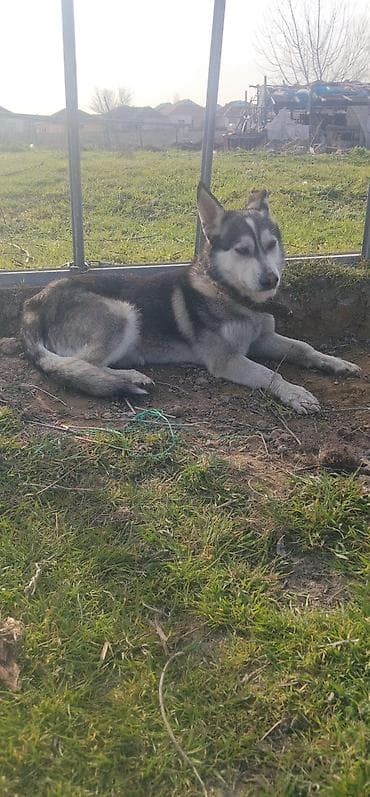 cins inəy: İt – orta ölçülü, qara-boz-ağ rəngli, qalın ikiqat tüklü. Dik — 1