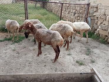 cin bildircin: Ətlik biri boğaz di cavandi — 9