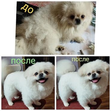 xamilyon heyvan: Pudel, 6 ay, Dişi — 8