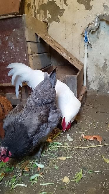 cütləş: Ağ arginal.Afstralop.11ayliq. - Rəng: tam ağ bədən, qırmızı daraq və — 1