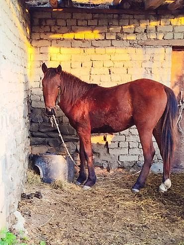 tagiyev qesebesi inek buzov: Erkək, il: 2, Ünvandan götürmə — 2