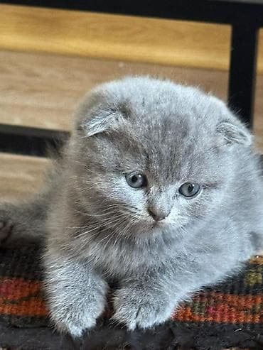 maykonq pişik: Şotland yastı qulaq — 10