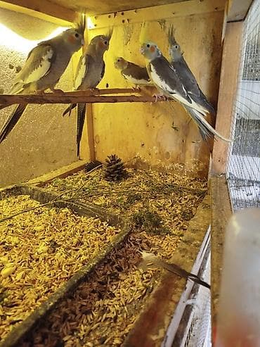 tutuquş: Sağlam quşlardır — 1