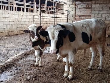 iri buynuzlu mal qara qiymeti: Dişi dana 7 aylıq erkəy 10 aylıq - Cins: südlük/ətlik istiqamətli — 4