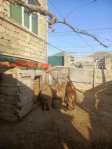 Птицы: Özüm baxıb kökəldmisem kokduler sağlamdilar erkekdiler qurbanliğa — 2