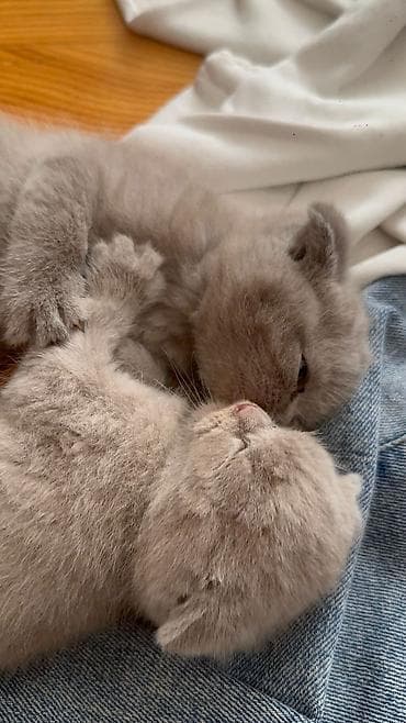 pişik: Şotland yastı qulaq — 3