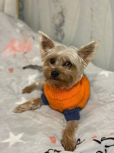 it xaltası: It 9 ayliqdi üstünde 2 paltar yemey ve su qabisi xaltası verilir — 1