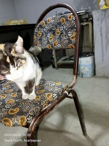 xacmaz heyvan bazari: Dişi, Yaxşı əllərə — 3