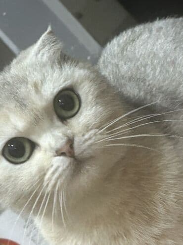 отдам кошку в хорошие руки: Шотладская вислоухая, Самка, В добрые руки — 2