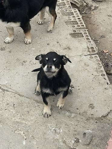 bakida itlerin satisi: Peyvəndli — 3