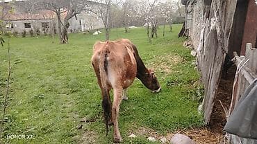 iri buynuzlu heyvan: Dişi, il: 7, Südlük, Ünvandan götürmə — 2