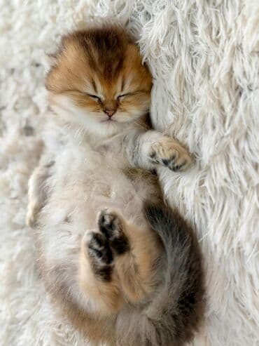 şotland pişiyi: Qızıl şinşilla, Dişi — 3