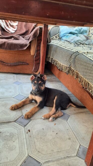 немецкая овчарка цена в баку: Немецкая овчарка, С прививками — 5