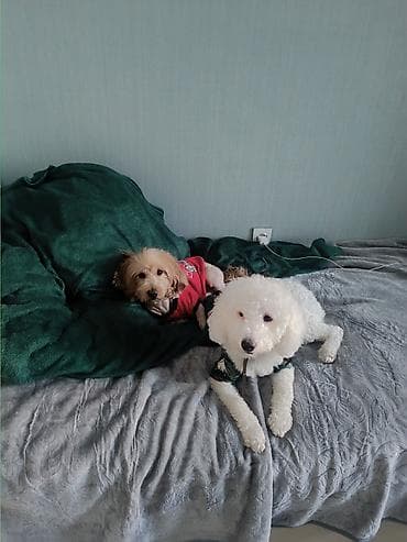 Грызуны: Пудель, 3 годa, Самец, С прививками — 4